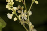 Fringed black bindweed